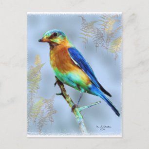 Eastern Bluebird...Postcard Postcard