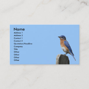 Eastern Bluebird Profile Card