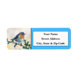 Eastern Bluebird Return Address Labels