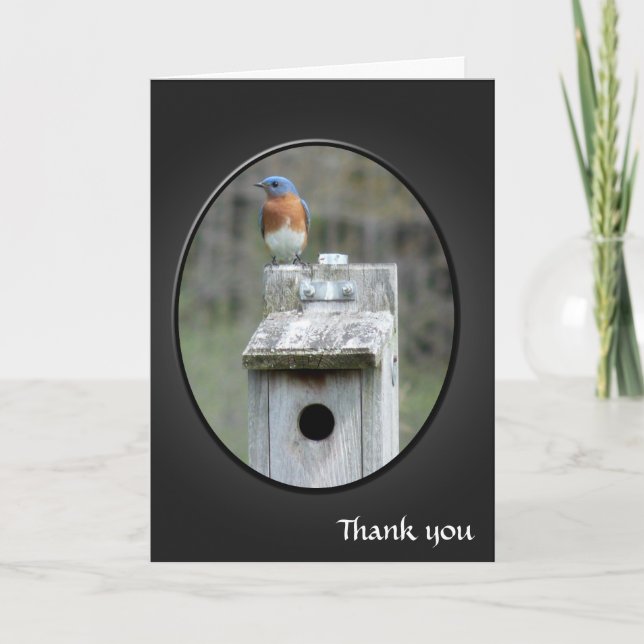 Eastern Bluebird Thank You Card (Front)