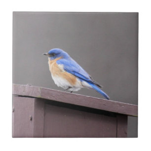 Eastern Bluebird Tile