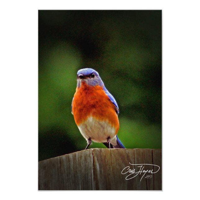Eastern Bluebird Wall Decor Photo (Front)