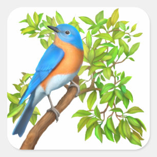 Eastern Bluebird Wild Bird Stickers