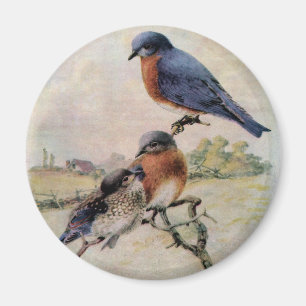 Eastern Bluebirds with Baby Bird Magnet
