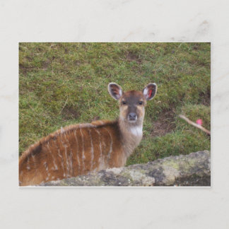 Eastern Bongo Postcard
