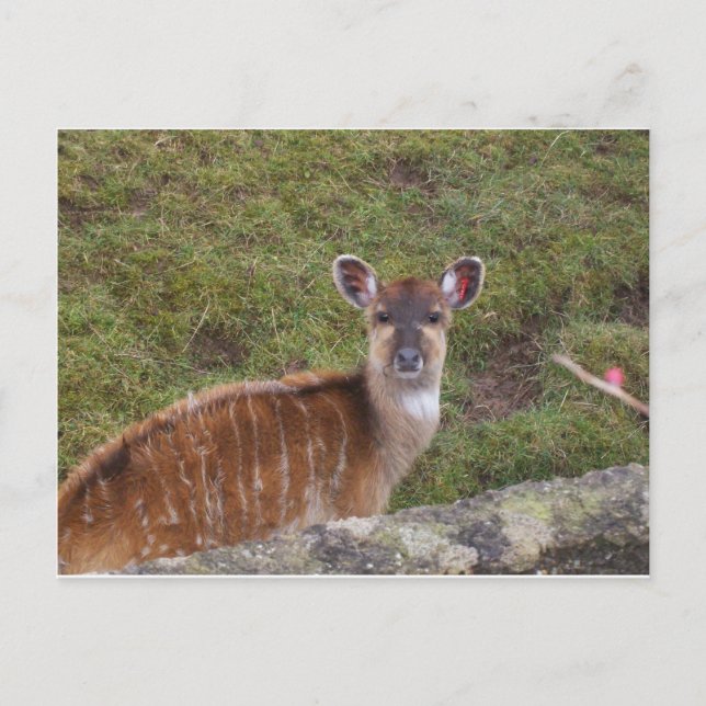 Eastern Bongo Postcard (Front)