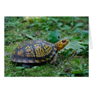Eastern Box Turtle