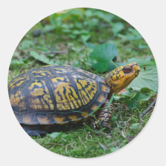 Eastern Box Turtle Classic Round Sticker