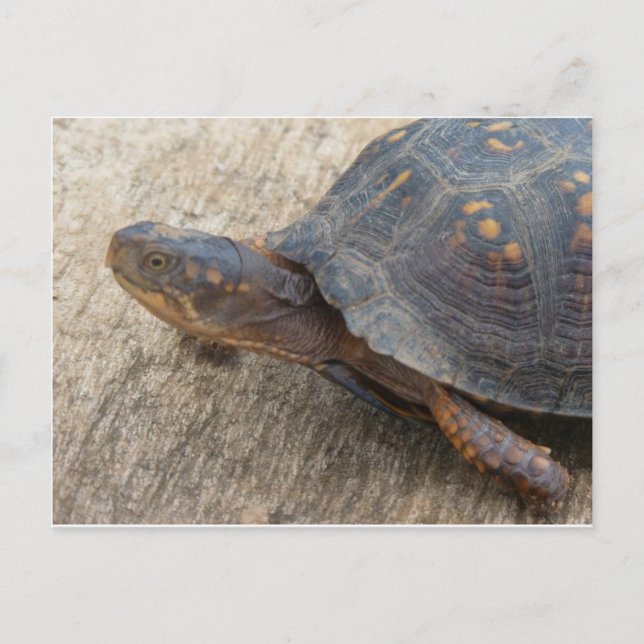 Eastern Box Turtle (Endangered Species) Postcard (Front)