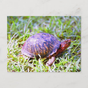 Eastern Box Turtle Louisiana Postcard