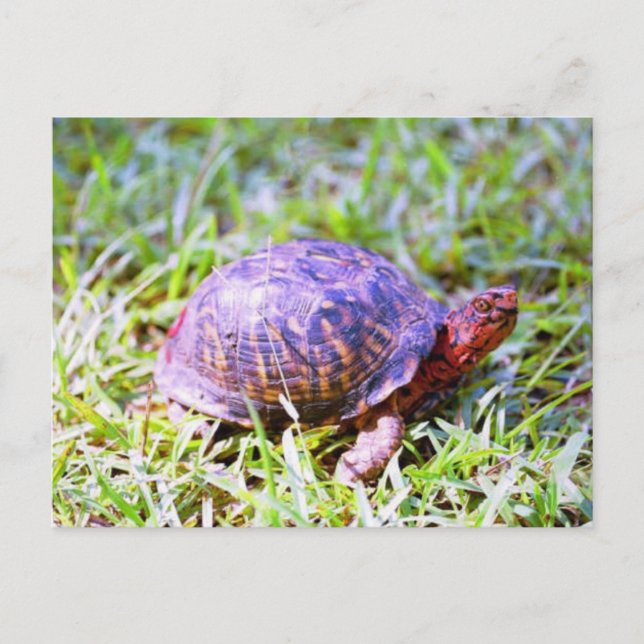 Eastern Box Turtle Louisiana Postcard (Front)