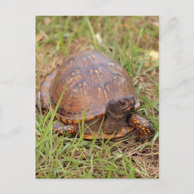 Eastern Box Turtle (North Carolina and Tennessee) Postcard (Front)