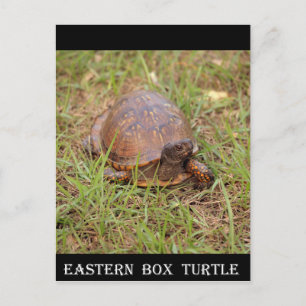 Eastern Box Turtle (North Carolina and Tennessee) Postcard