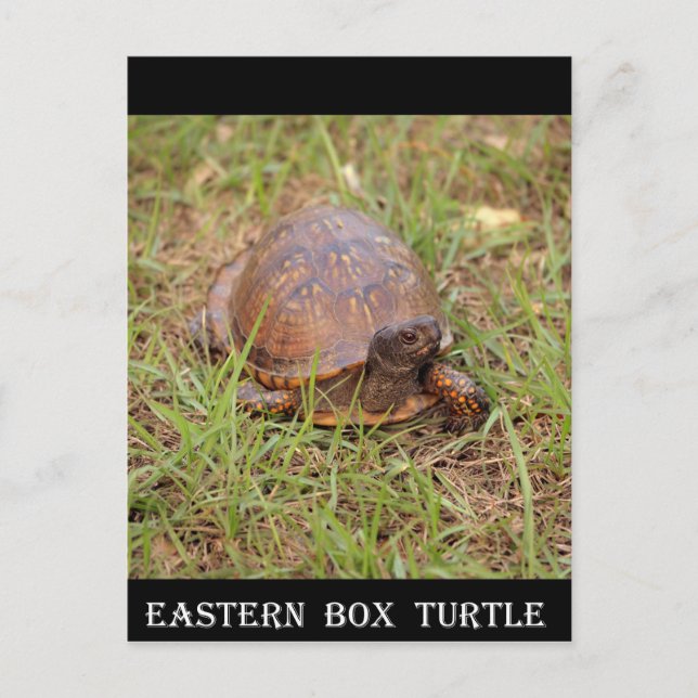 Eastern Box Turtle (North Carolina and Tennessee) Postcard (Front)