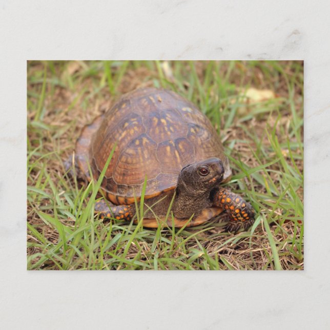 Eastern Box Turtle (North Carolina and Tennessee) Postcard (Front)