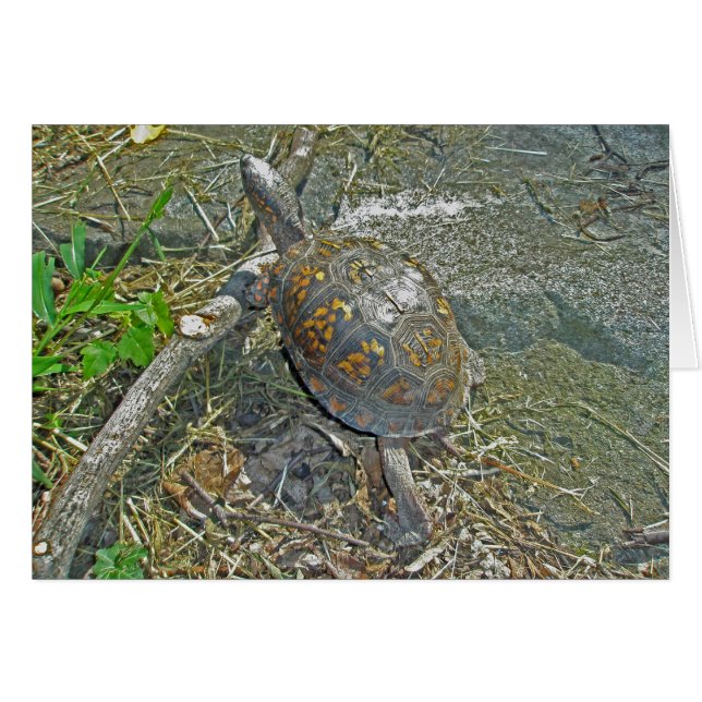 Eastern Box Turtle Note Card (Front Horizontal)