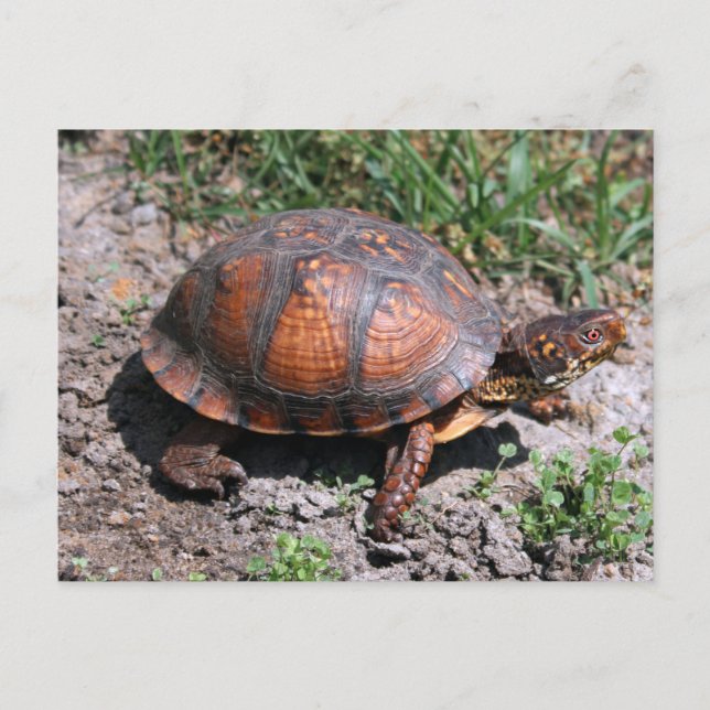 Eastern Box Turtle Postcard (Front)