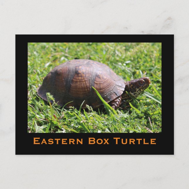 Eastern Box Turtle Postcard (Front)