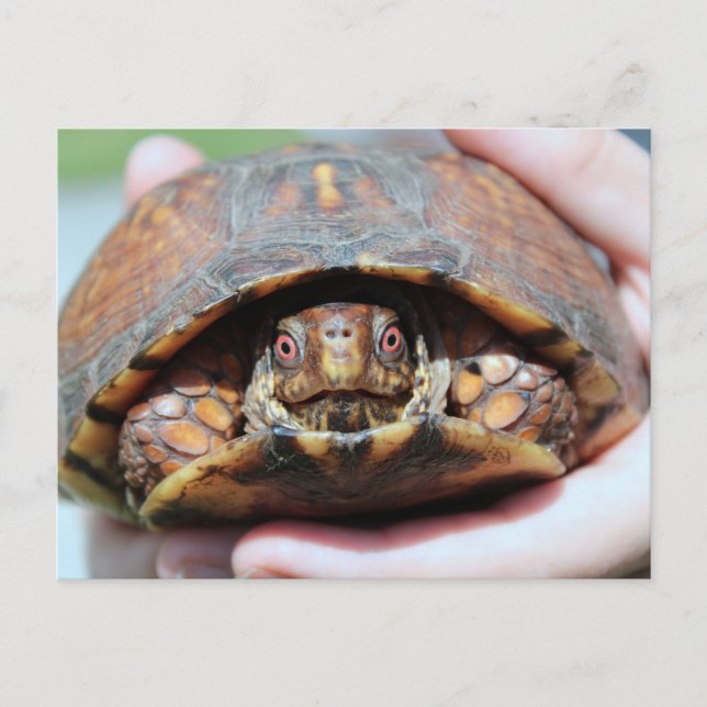 Eastern Box Turtle Postcard (Front)