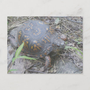 Eastern Box Turtle Postcard #1
