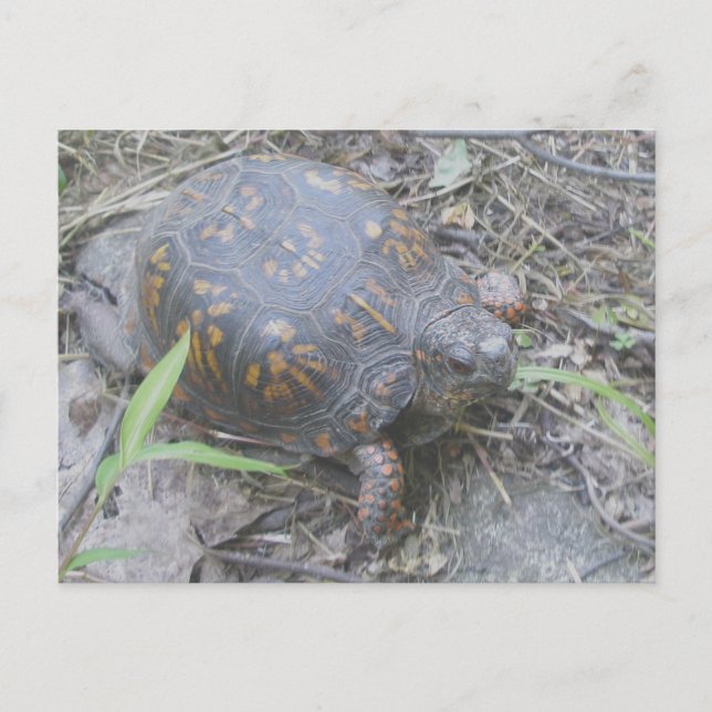 Eastern Box Turtle Postcard #1 (Front)