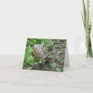 Eastern Box Turtle, Shenandoah National Park  Holiday Card