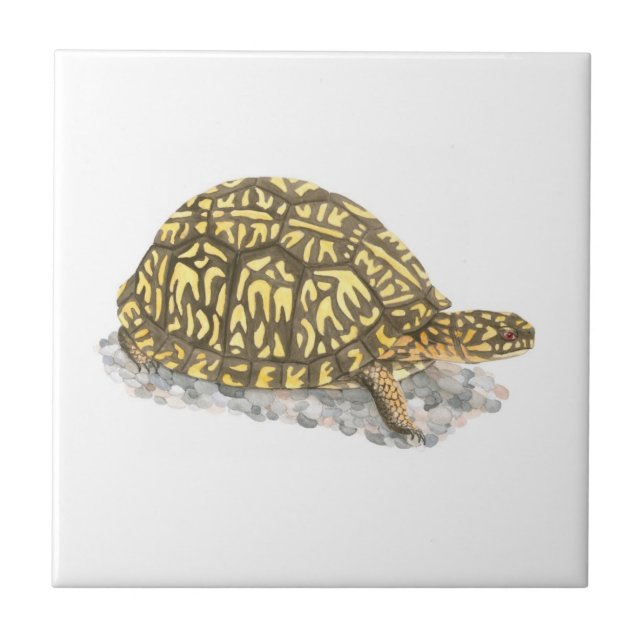 Eastern Box Turtle Tile (Front)