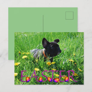 Eastern card French Bulldog postcard