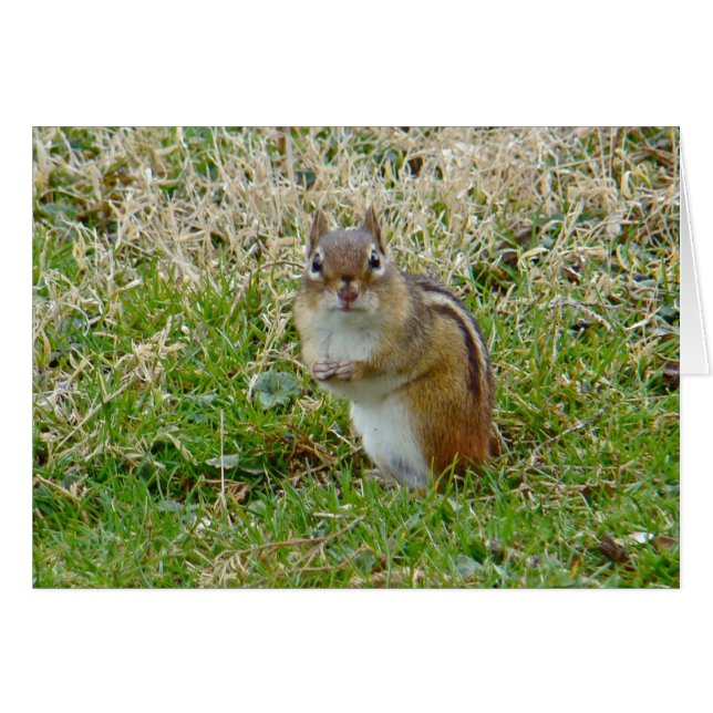 Eastern Chipmunk (Front Horizontal)