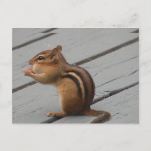 Eastern Chipmunk Feeding in Southern Ontario Postcard