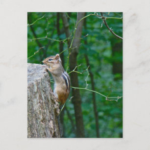 Eastern Chipmunk on Stump Postcard