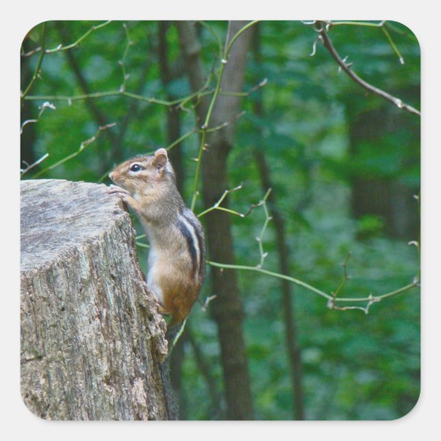 Eastern Chipmunk on Stump Square Sticker (Front)