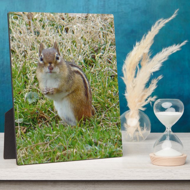 Eastern Chipmunk Plaque (Side)