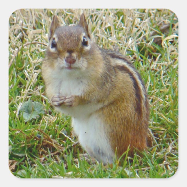 Eastern Chipmunk Square Sticker (Front)