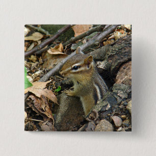 Eastern Chipmunk - Tamias striatus 15 Cm Square Badge