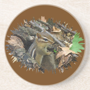 Eastern Chipmunk - Tamias striatus Coaster