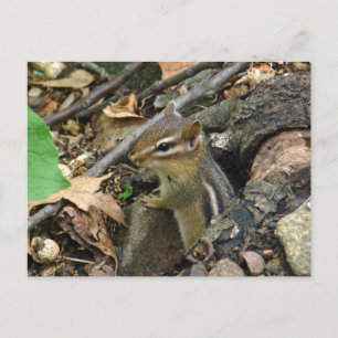 Eastern Chipmunk - Tamias striatus Postcard