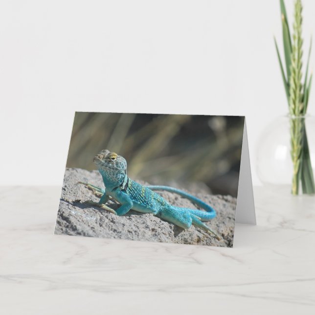 Eastern Collared Lizard Holiday Card (Front)