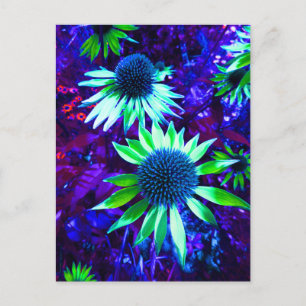 Eastern Coneflower Echinacea Flowering Postcard