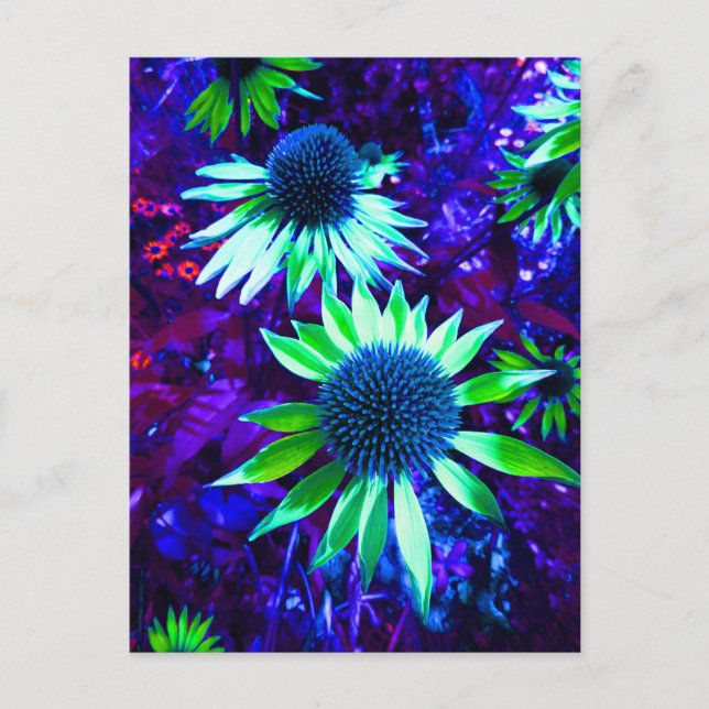 Eastern Coneflower Echinacea Flowering Postcard (Front)