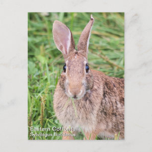 Eastern Cottontail Postcard