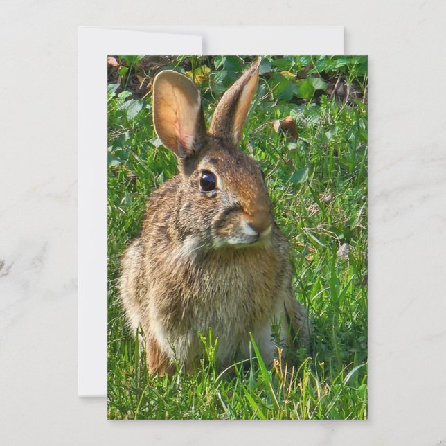 Eastern cottontail rabbit (Front)