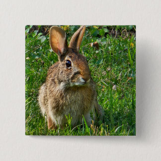 Eastern cottontail rabbit 15 cm square badge