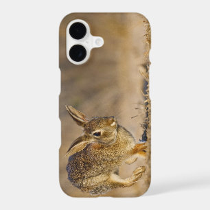 Eastern cottontail rabbit hopping