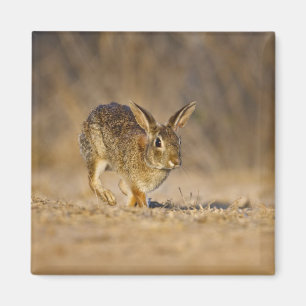 Eastern cottontail rabbit hopping magnet