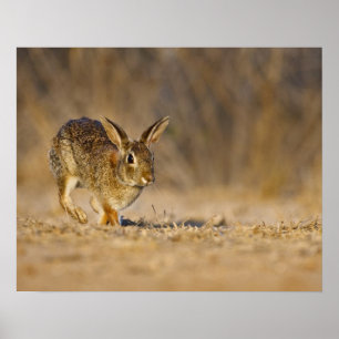 Eastern cottontail rabbit hopping poster