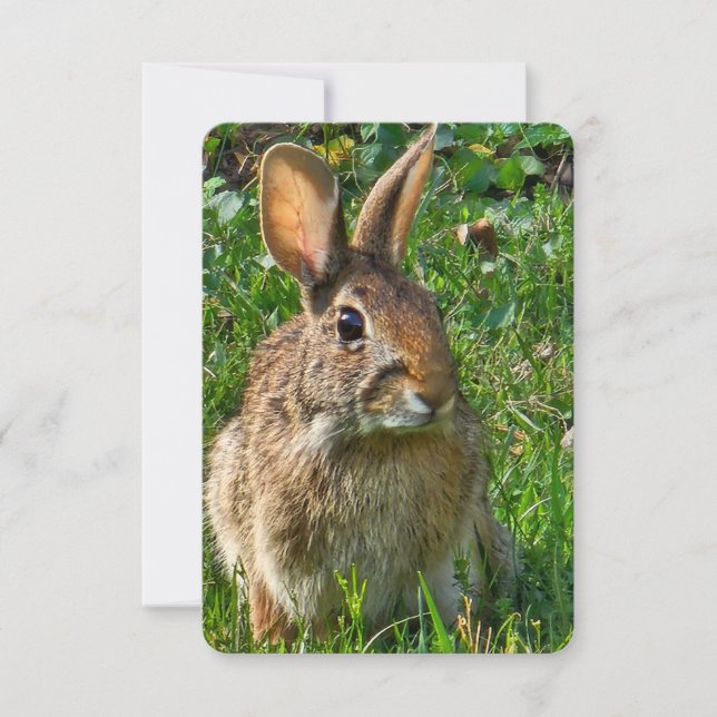Eastern cottontail rabbit invitation (Front)