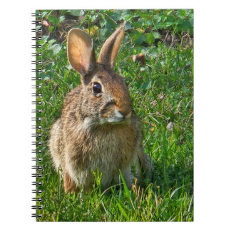 Eastern cottontail rabbit notebook