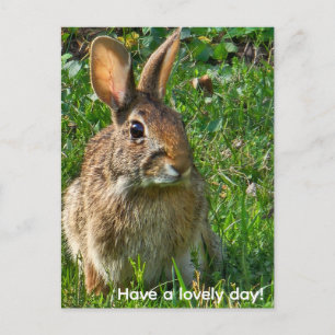 Eastern cottontail rabbit postcard