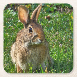 Eastern cottontail rabbit square paper coaster